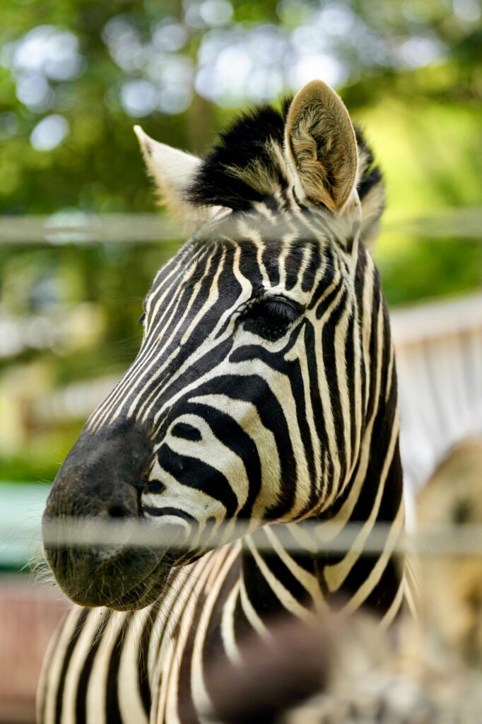 Vertical shot of a zebra in captivity showing detailed stripes and a blurred fence.