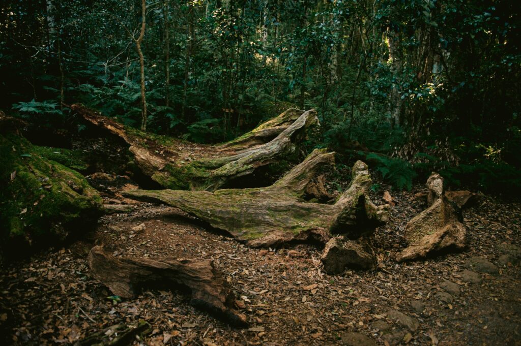 Stunning view of fallen trees and lush vegetation in Lamington forest, QLD.