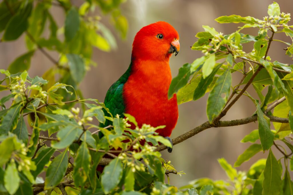 Male King Parrot.